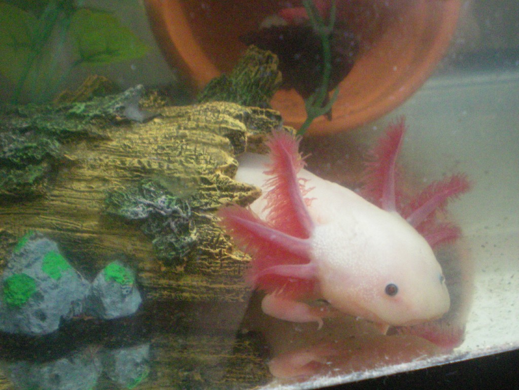 pretty ponyo