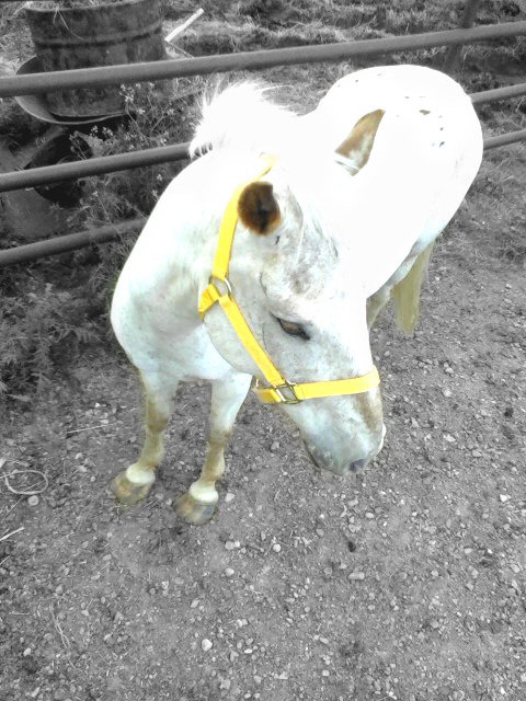 Pride and Joy of my Life, right there.
Apple Jax <3 This was before I took him home, he was kept in fairly shabby conditions, poor baby..