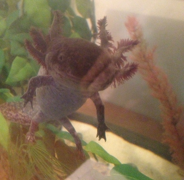 Princess, she has such nice gills :)