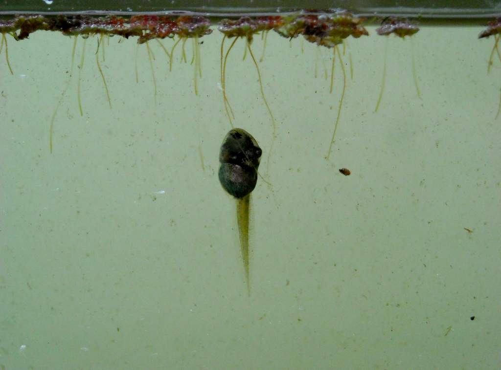 Pseudacris regilla