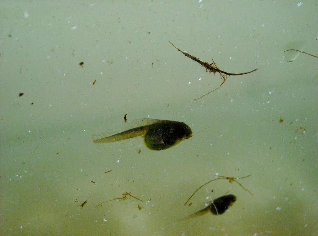 Pseudacris regilla