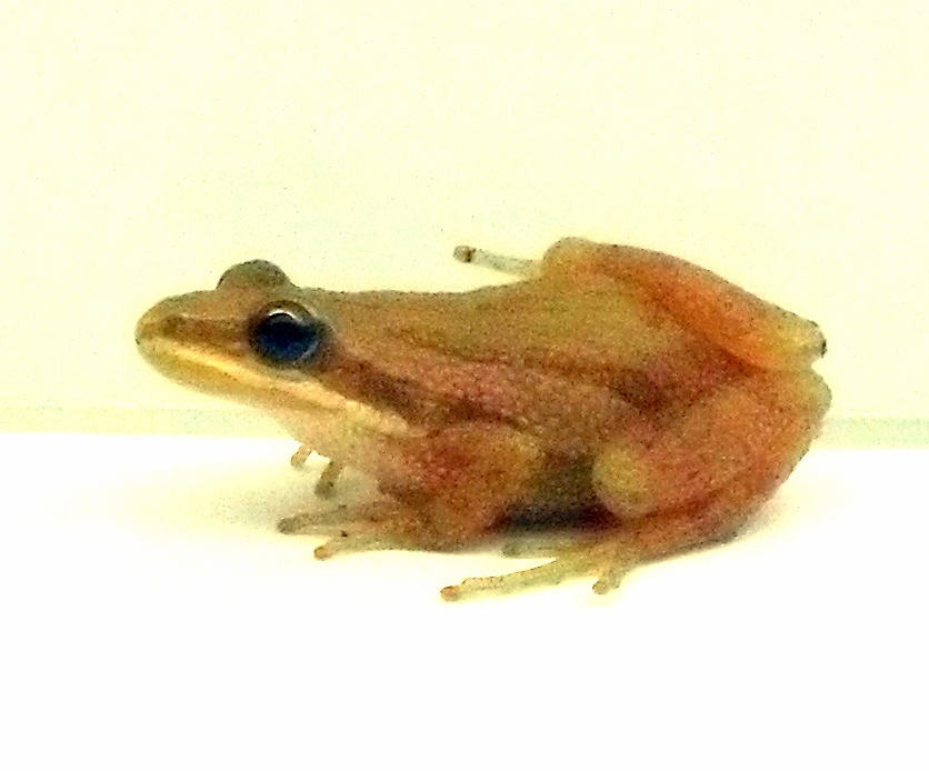 Pseudacris triseriata