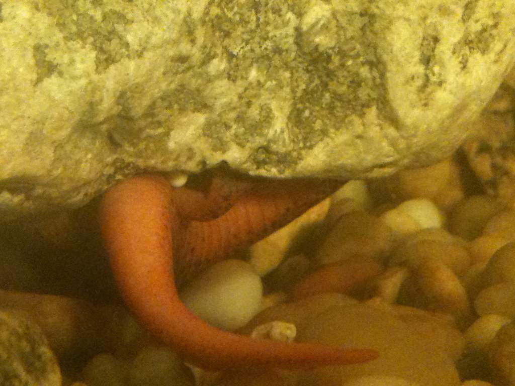 Pseudotriton nitidus Laying eggs