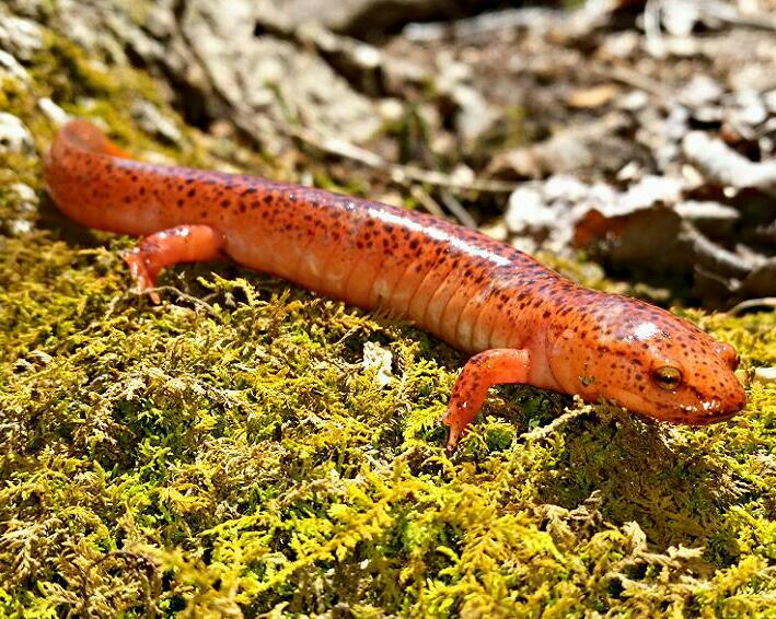 Pseudotriton ruber ruber