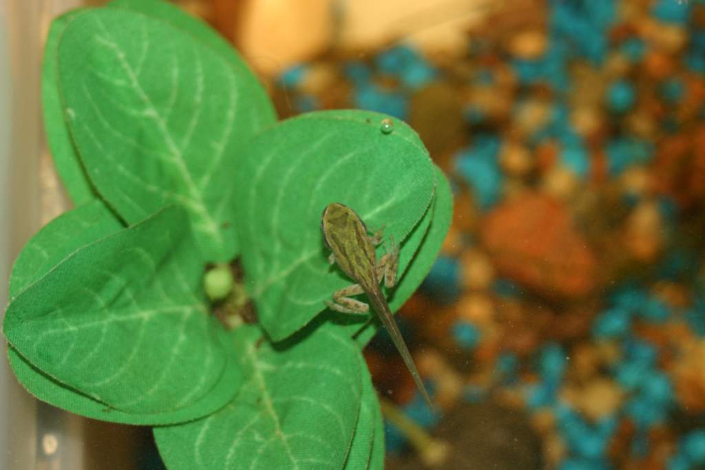 Psuedacris regilla tadpole just about frog. has gained muscle movement in his legs and tail recedes about 2 cm a day. First of the group being 68 days