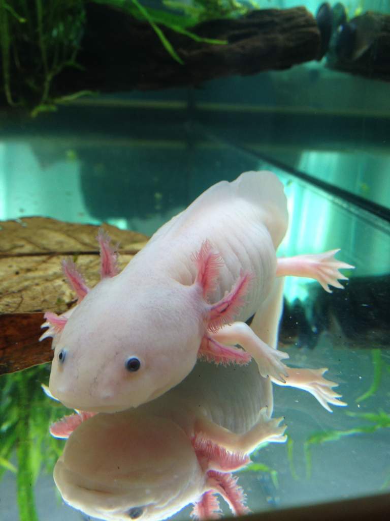 Puck thinking about worms