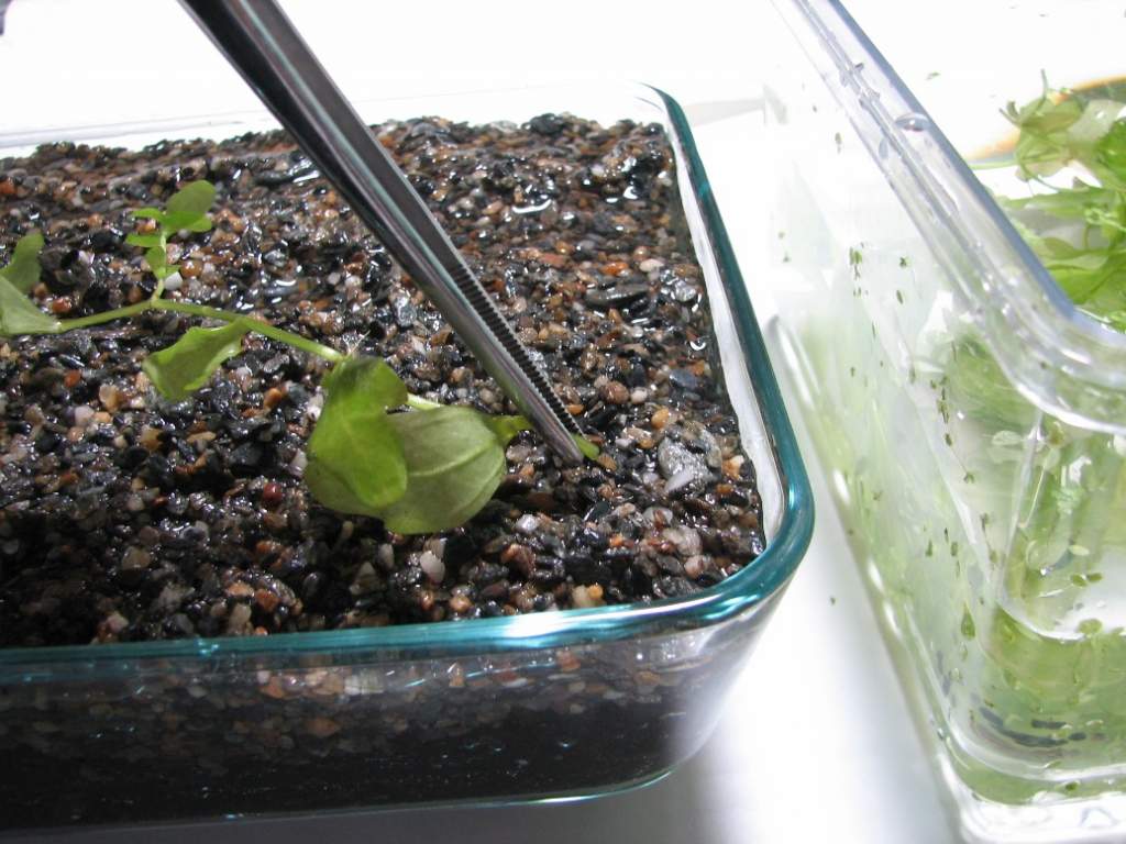 push plant clipping into gravel with the tweezers