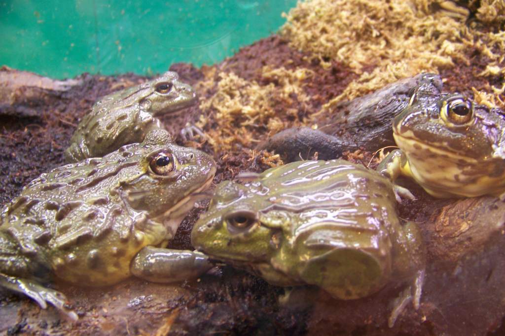 Pyxicephalus adspersus
