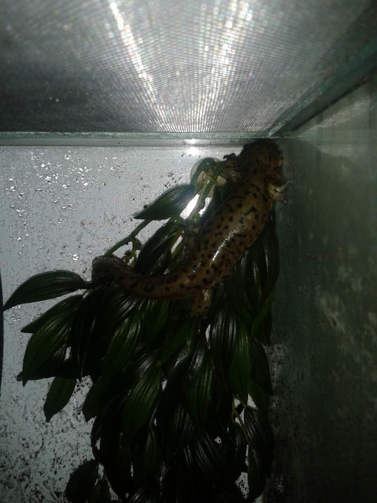 queen of the castle up a plant