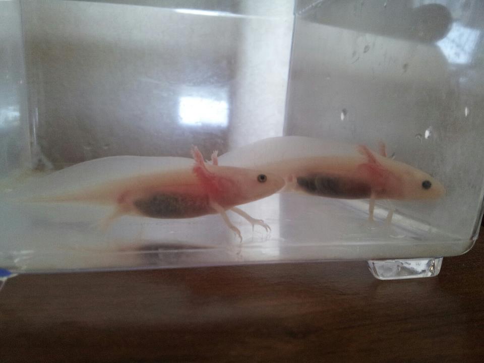 Quetzel and Yoshi