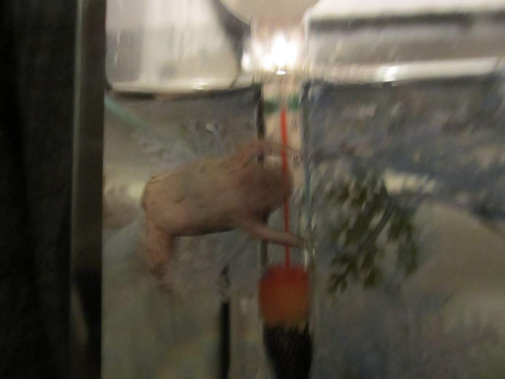 quick little bugger wouldn't stay still, i bet i took over 20 completely unusable pictures where he either went off frame or moved so much you can't e