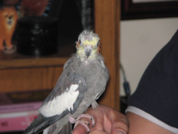 R.I.P. Igor