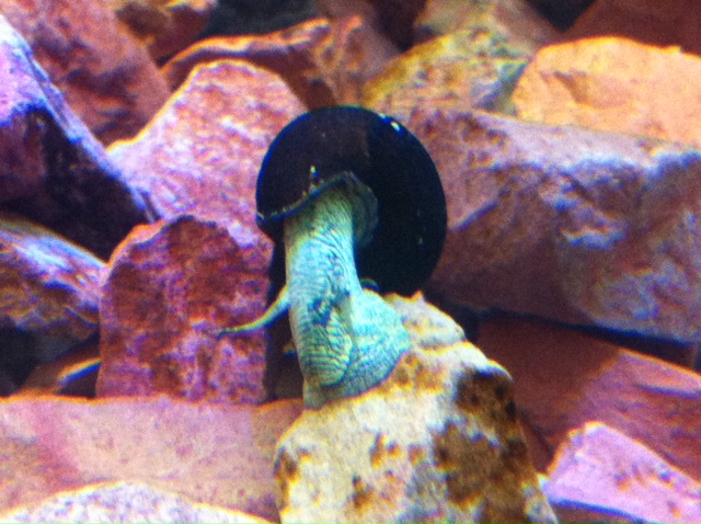 Rabbit snail