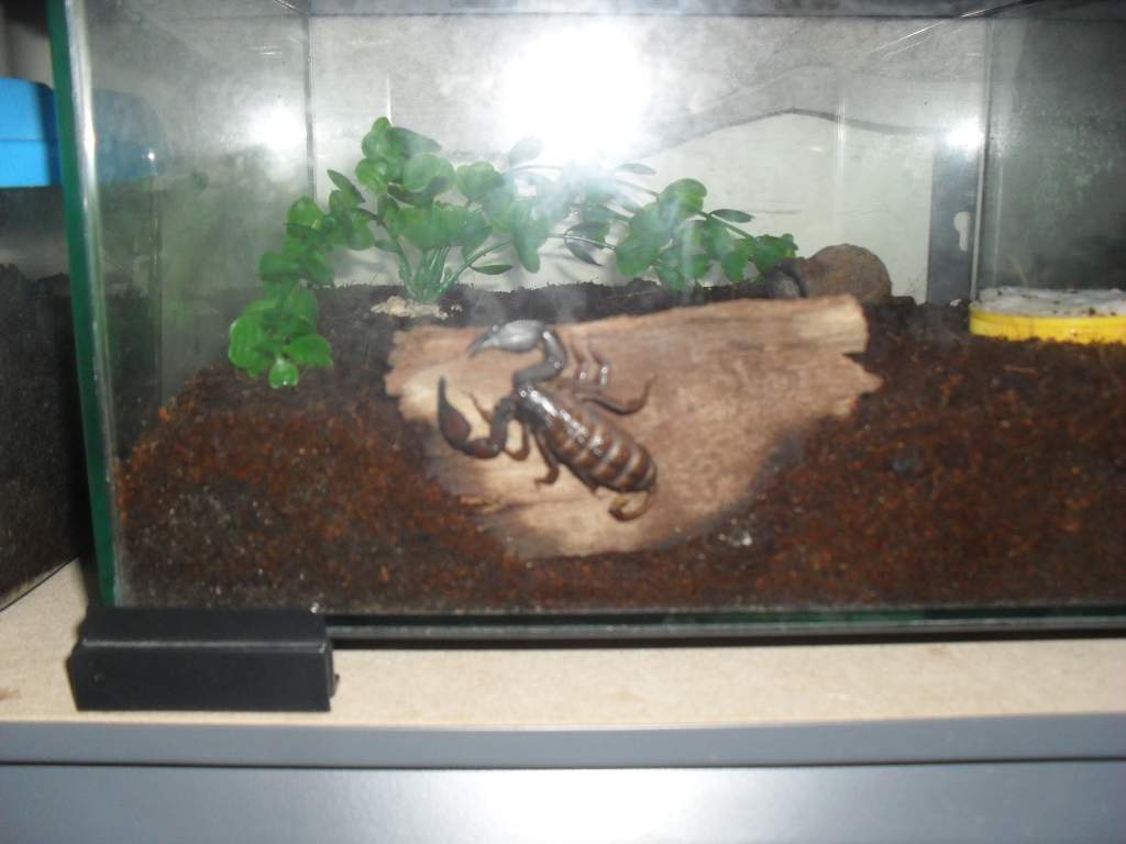 rainforest scorpion,Liocheles sp