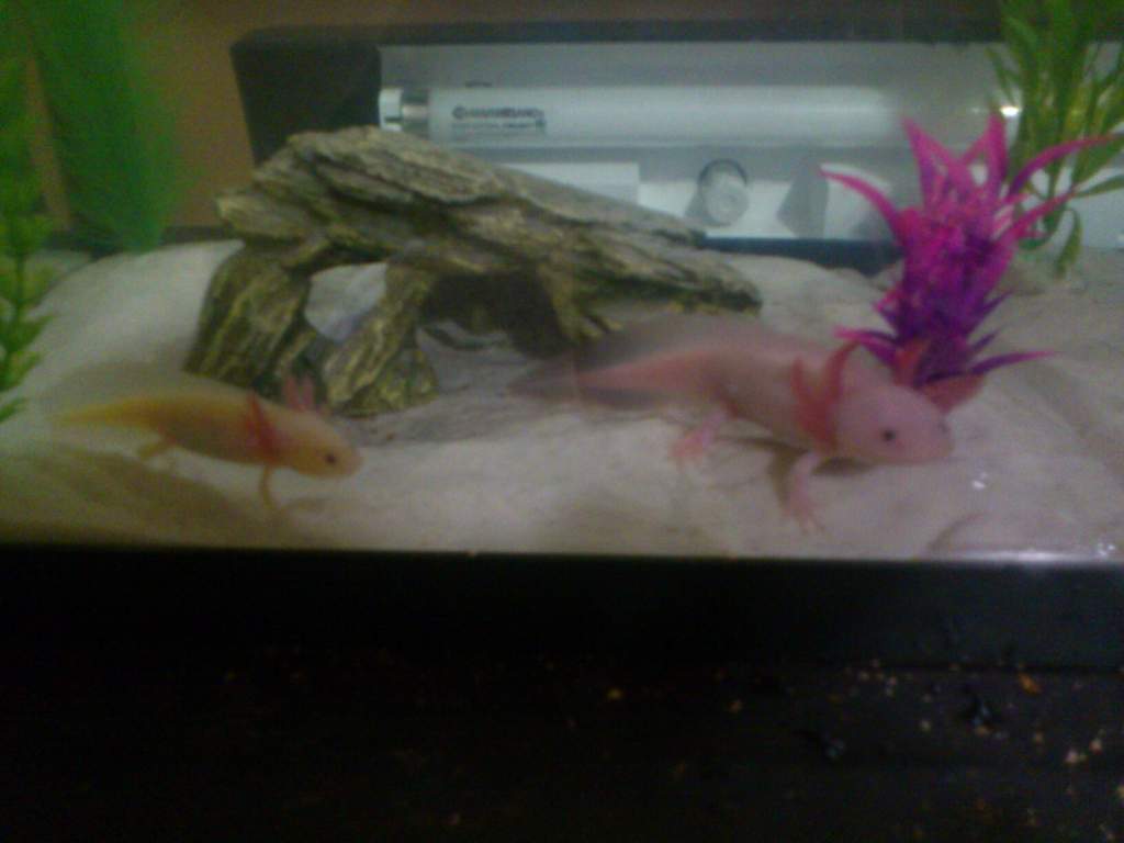Ralph and Horhay again