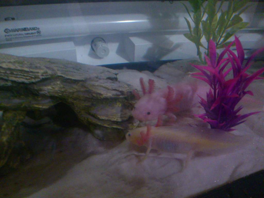Ralph and Horhay's first encounter