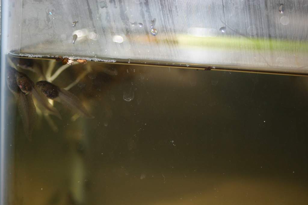 Rana aurora tadpoles presumably (45 days old)