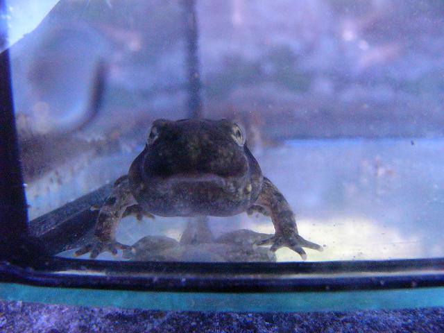 Rana temporaria near metamorph.