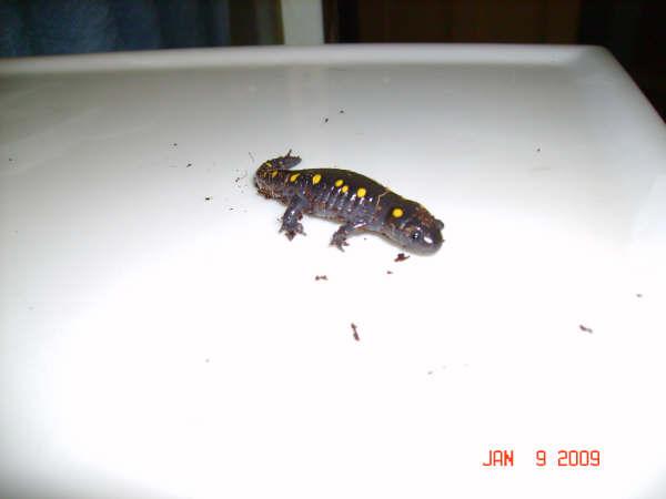 Randall Yellow Spotted Salamander R.I.P 16JUL2009