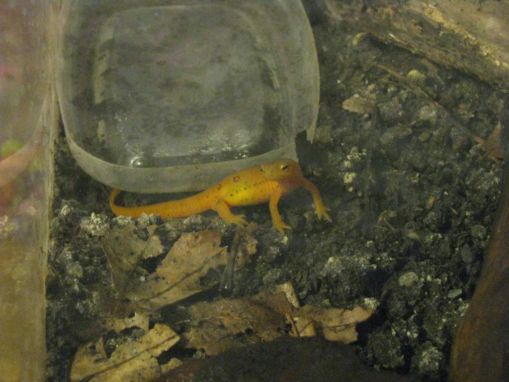 Rango.Dec2011 (10)