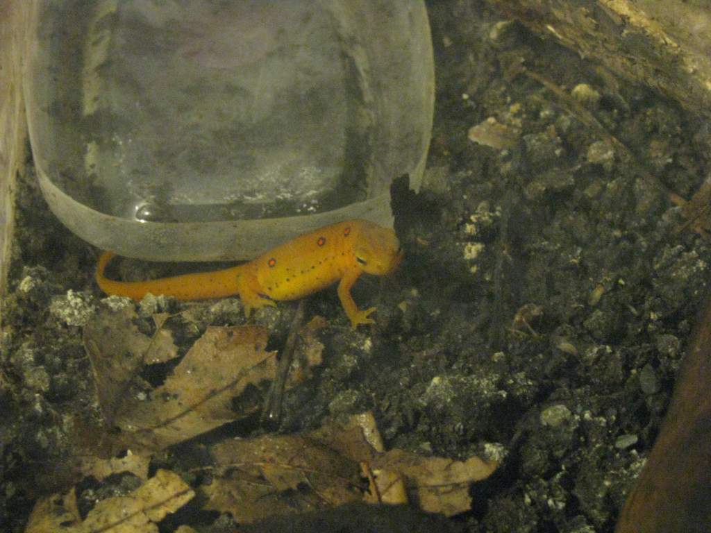 Rango.Dec2011 (14)
