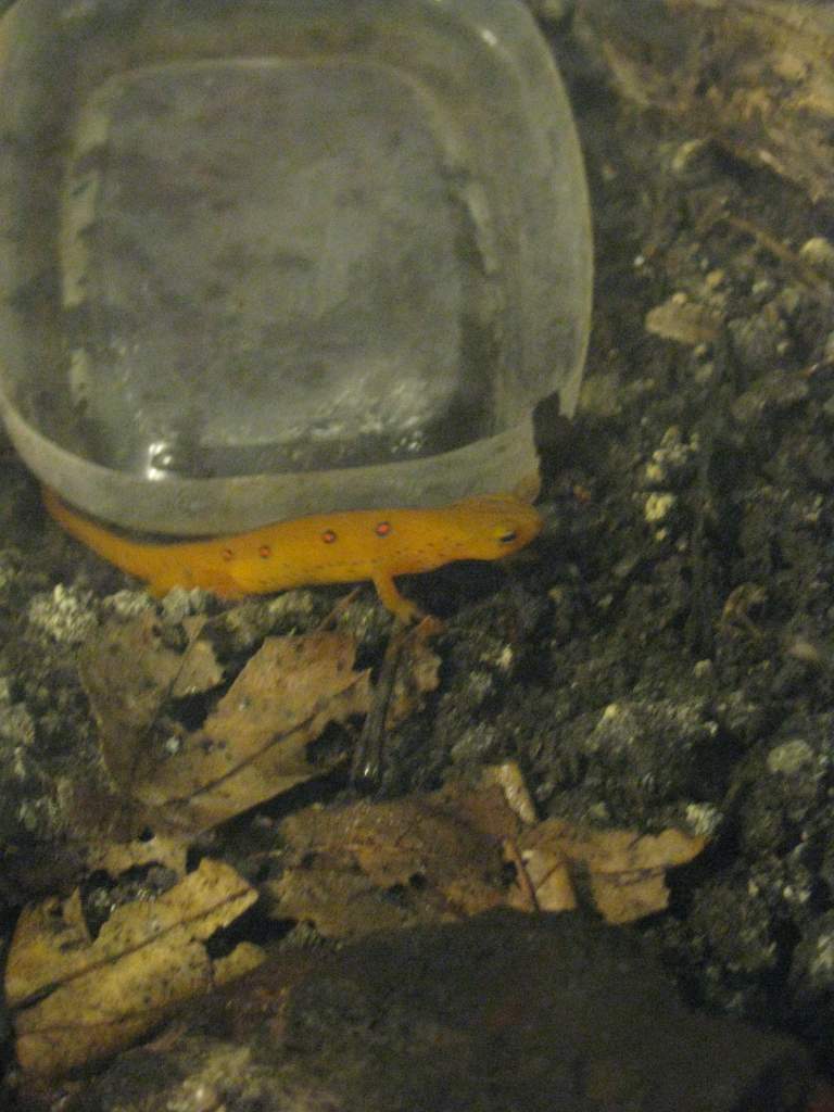 Rango.Dec2011 (8)