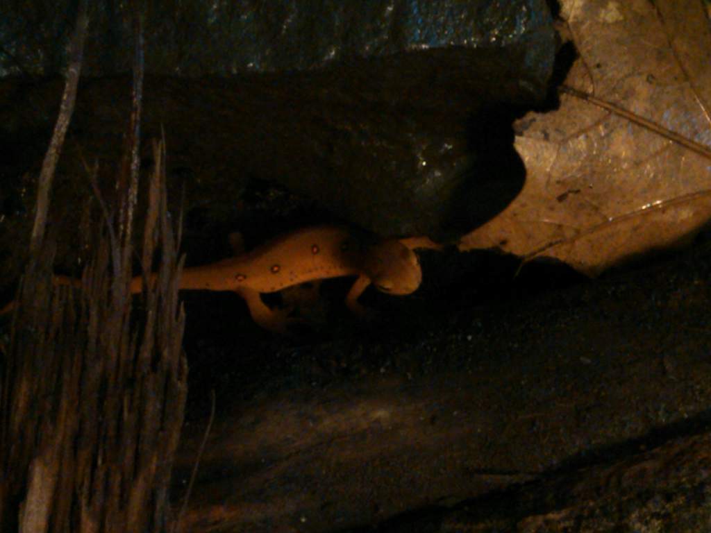 RangoRomps (4)