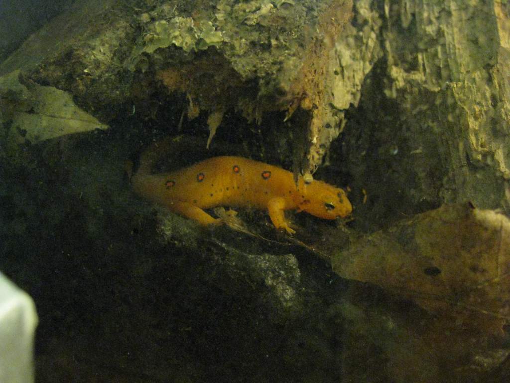 RangoSept2011 005