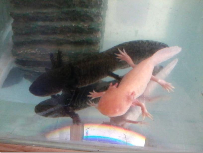 Raven and Darwin chillin' out. Check out that Rainbow action there, Ha.