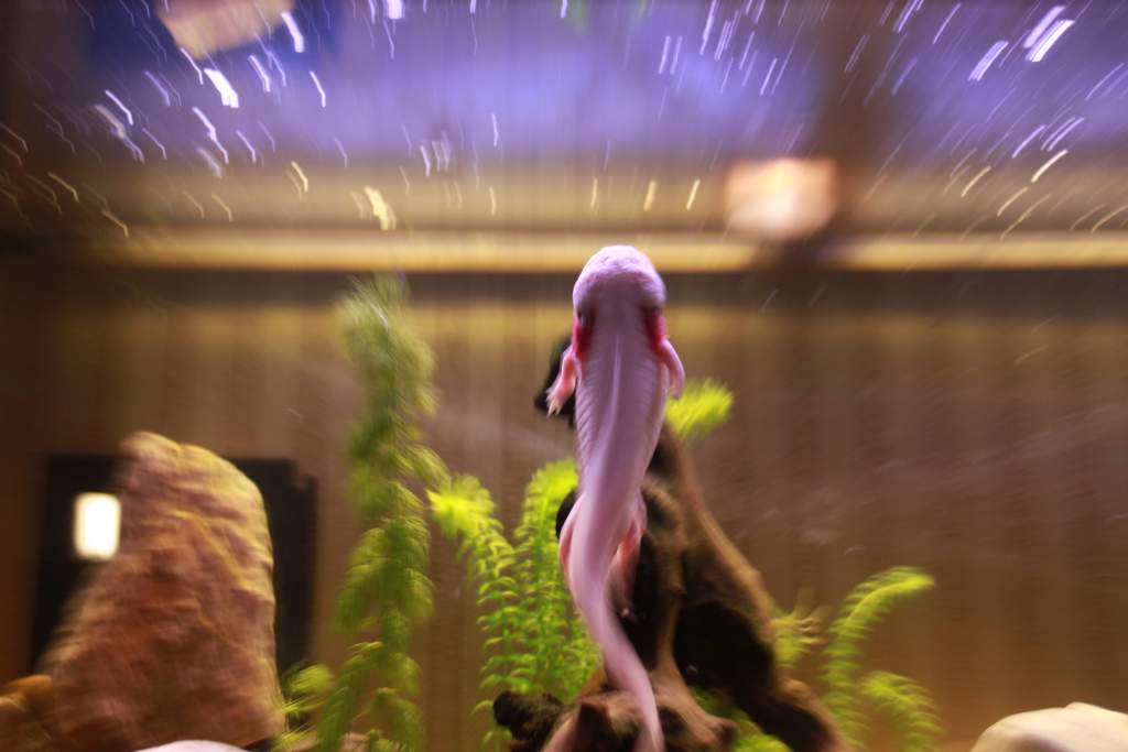 Reaching for the stars