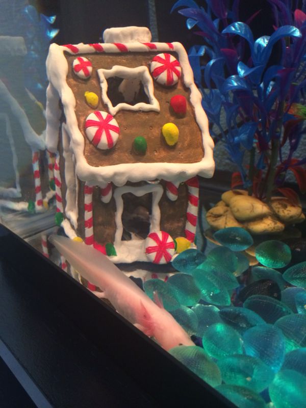 Ready for Christmas