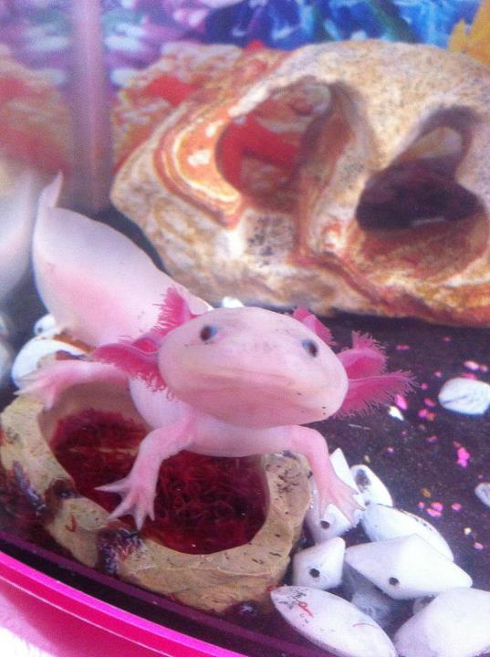 really happy for dinner time