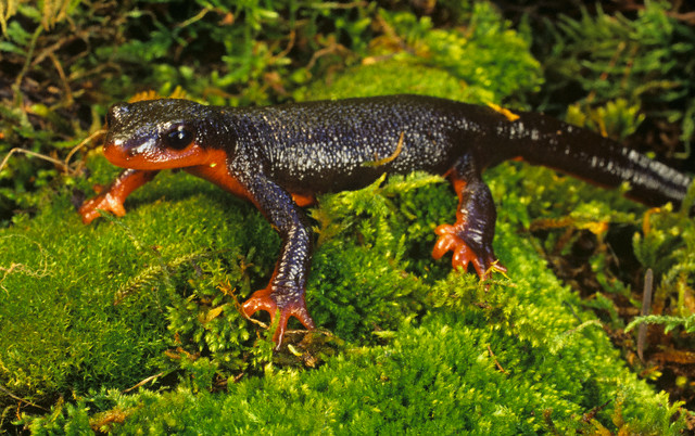 Red Bellied Newt