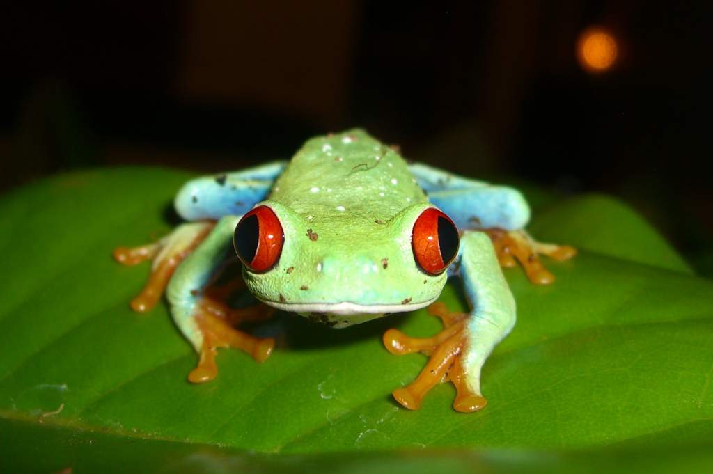 red eyed tree frog