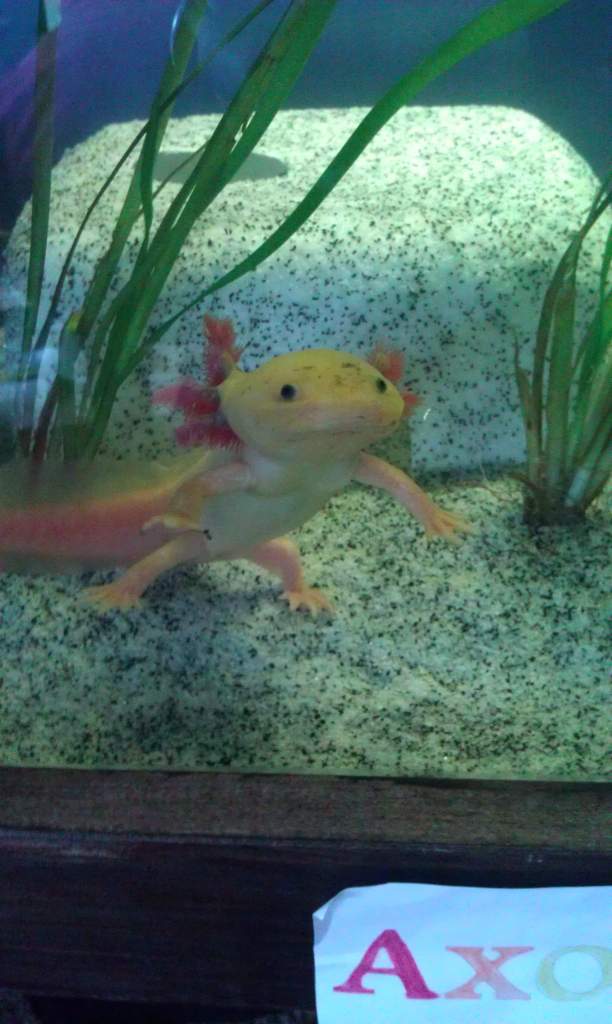 Red in all his cuteness.. Golden Leucistic?