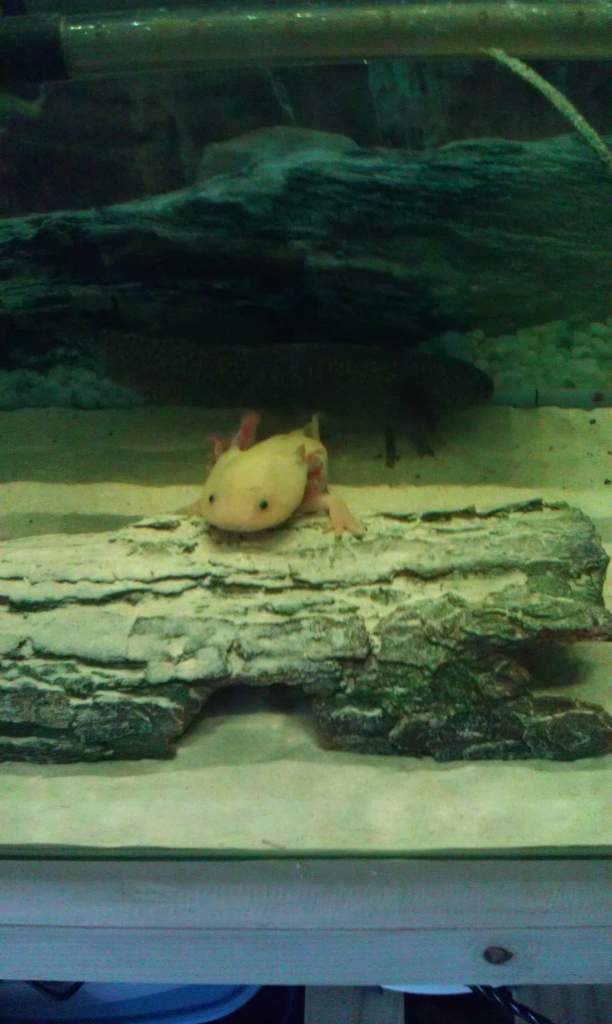 Red (Leucistic)