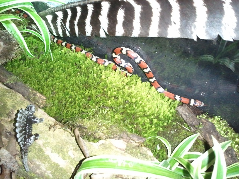 Red Milk Snake, Deena

First day back in room temperature after a winter cool-down.