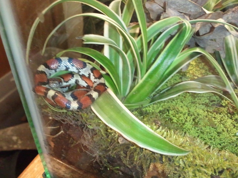 Red Milk Snake, Deena