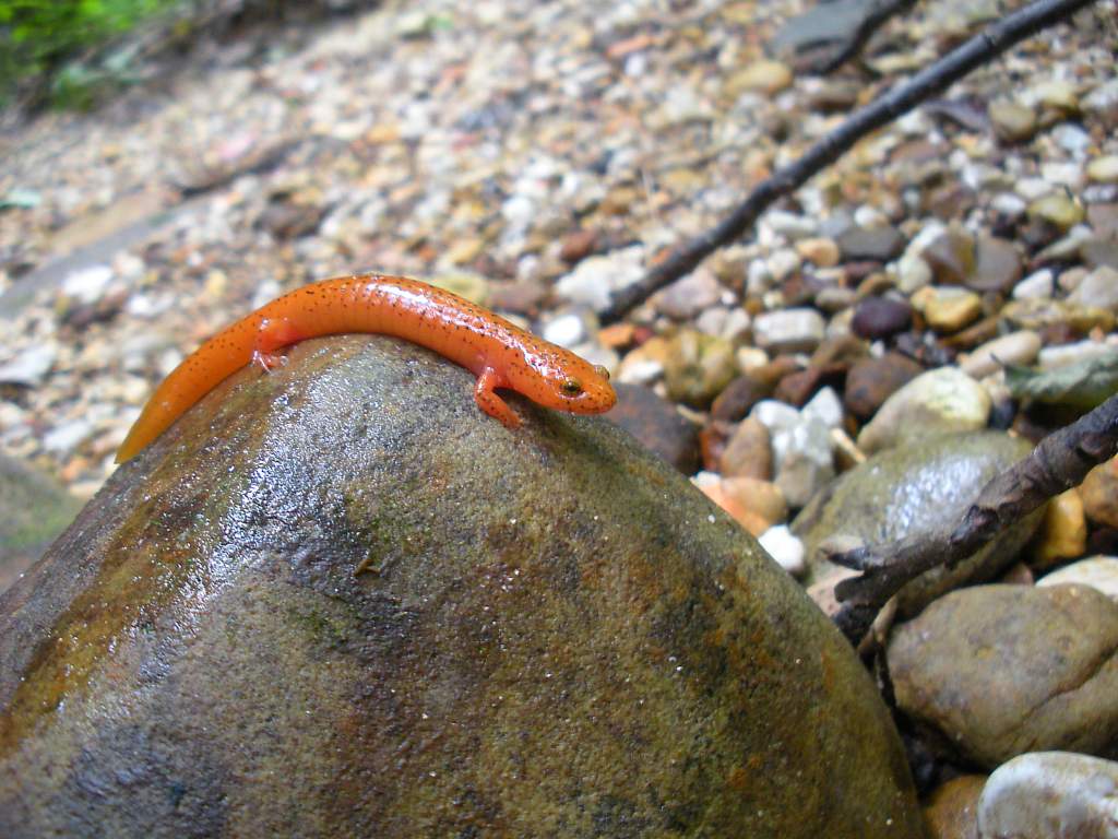 Red sal, Pseudotriton ruber
