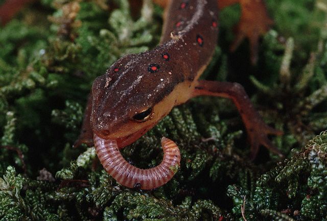 Red Spotted Newt eating an earthworm