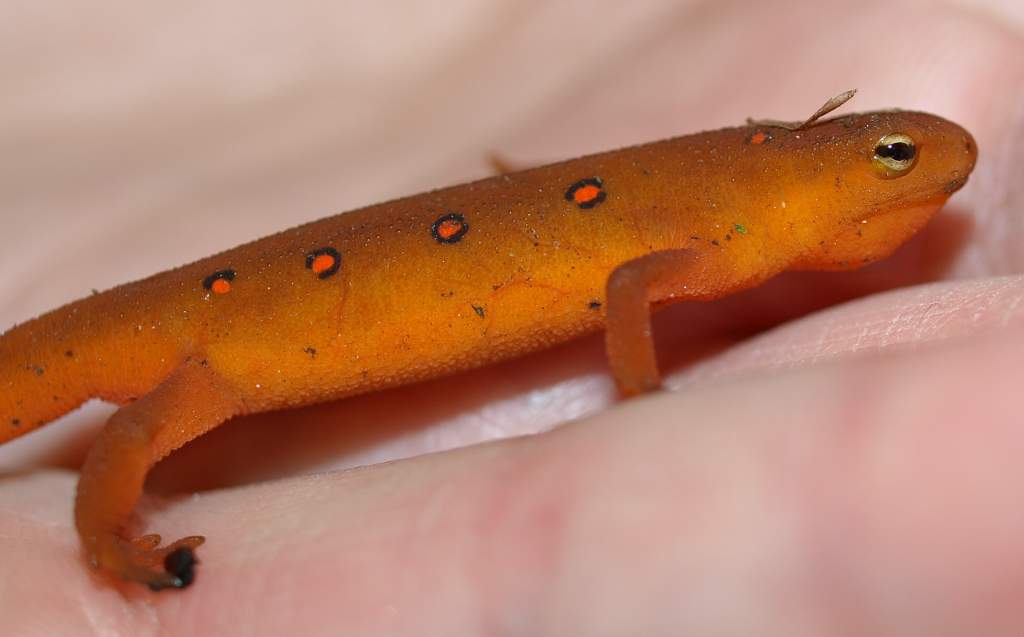 Red spotted Newt (Eft stage)