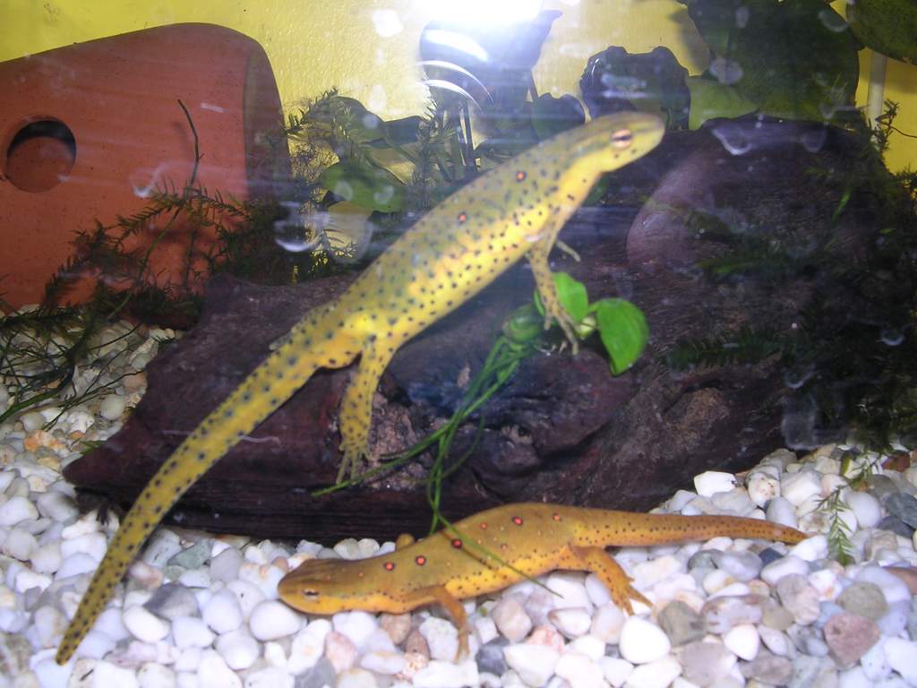 red spotted newt pair