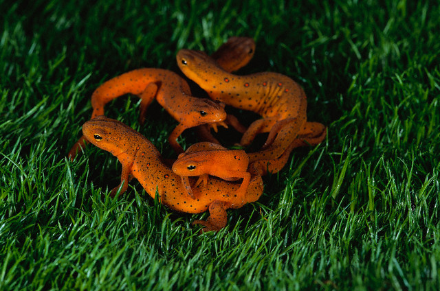 Red Spotted Newts