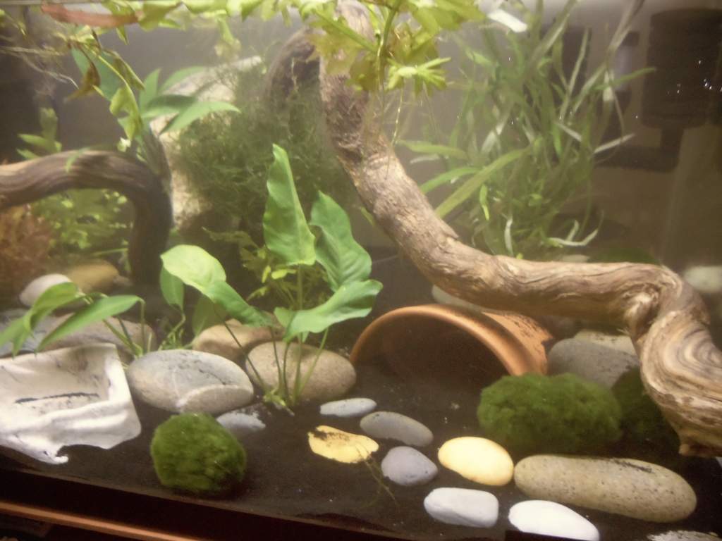 redid my tank and did water changes