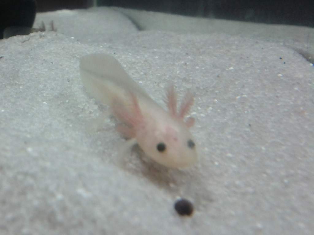 Ren