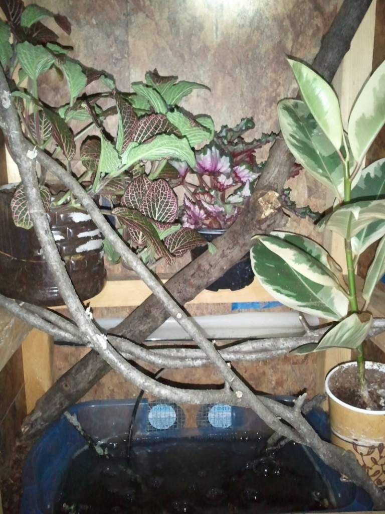 Replaced some of their branches with some cool twisty limbs I found in the woods this past weekend.
