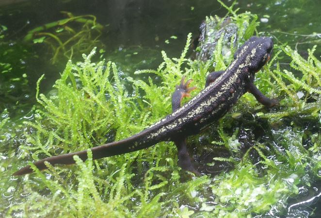 resized c. e. popei pic