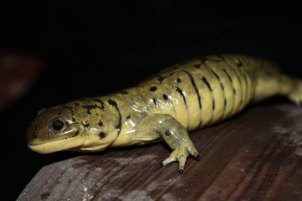 Rex 10-2010.
