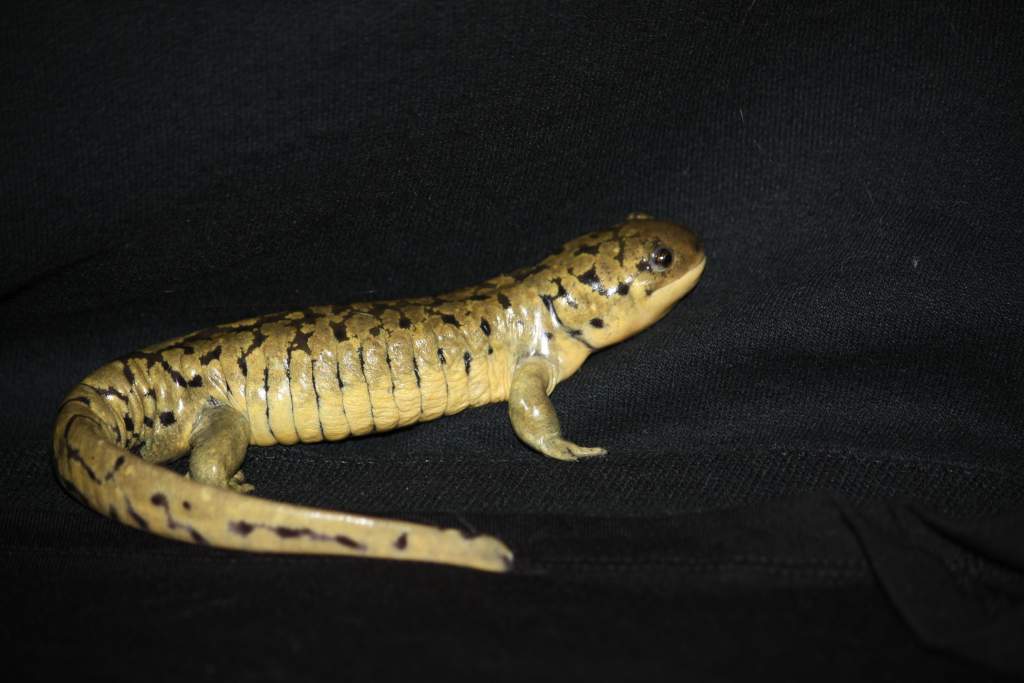 Rex 10-2010.