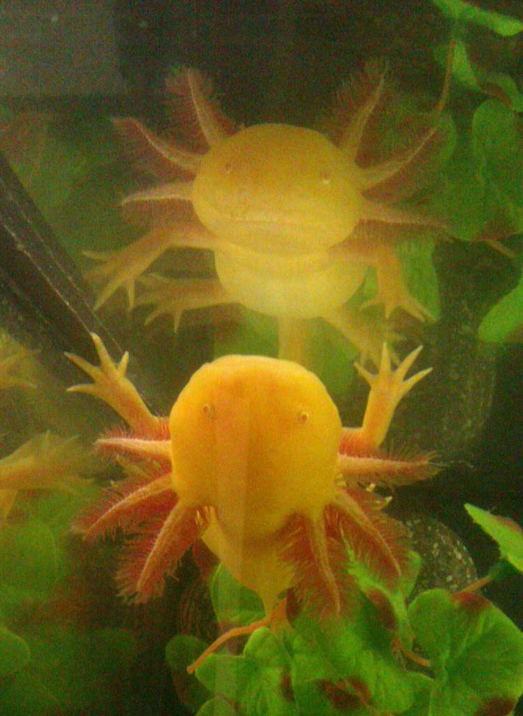 Rex and his reflection-buddy